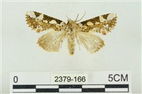 藏品(連珠波紋蛾)的圖片