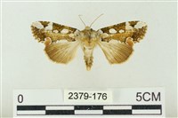 藏品(連珠波紋蛾)的圖片