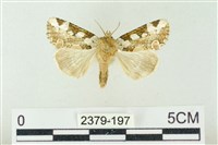 藏品(連珠波紋蛾)的圖片