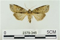 藏品(帶波紋蛾)的圖片