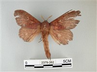 藏品(隱波紋枯葉蛾)的圖片