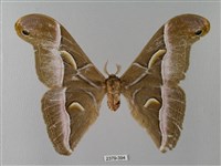 藏品(眉紋天蠶蛾)的圖片