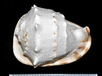 藏品(唐冠螺)的圖片