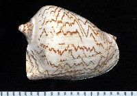 藏品(舞袖渦螺)的圖片