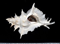 藏品(岩石芭蕉螺)的圖片