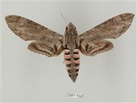 藏品(蝦殼天蛾)的圖片