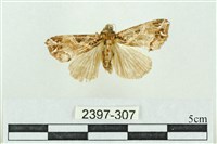 藏品(粉紅帶散紋夜蛾)的圖片