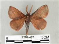 藏品(棕斜帶枯葉蛾)的圖片