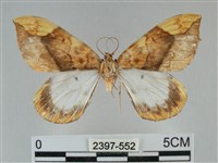 藏品(枯葉尺蛾)的圖片