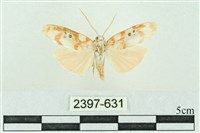 藏品(臺雪苔蛾)的圖片