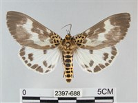 藏品(扭擬燈蛾)的圖片