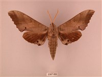 藏品(栗六點天蛾)的圖片