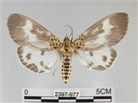 藏品(扭擬燈蛾)的圖片