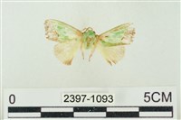 藏品(素木綠刺蛾)的圖片