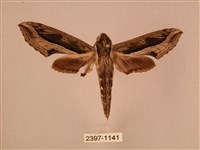 藏品(斜線天蛾)的圖片