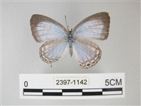 藏品(淡青雅波灰蝶)的圖片