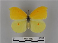 藏品(圓翅鉤粉蝶)的圖片