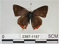 藏品(紫日灰蝶)的圖片