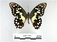 藏品(花鳳蝶、無尾鳳蝶)的圖片