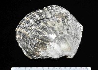 藏品(黑蝶珍珠蛤)的圖片