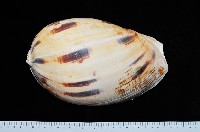 藏品(椰子螺)的圖片