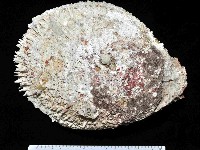 藏品(貯水海菊蛤)的圖片