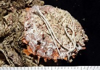 藏品(紫斑海菊蛤)的圖片
