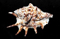 藏品(蜘蛛螺)的圖片