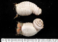 藏品(不倒翁蟲)的圖片