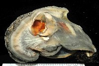 藏品(黑旗江珧蛤)的圖片