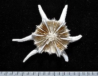 藏品(棘刺冠杯珊瑚)的圖片