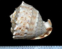 藏品(唐冠螺)的圖片