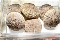 藏品(芮氏刻肋海膽)的圖片