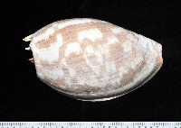 藏品(閃電椰子渦螺)的圖片