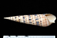 藏品(大筍螺)的圖片