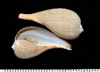 藏品(大枇杷螺)的圖片