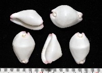 藏品(玉兔螺)的圖片
