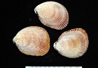 藏品(長鳥尾蛤)的圖片