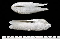 藏品(東方海鷗蛤)的圖片