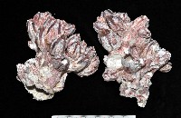 藏品(縱肋巨藤壺)的圖片