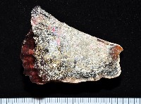 藏品(袋狀江珧蛤)的圖片