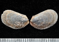 藏品(脆狐蛤)的圖片