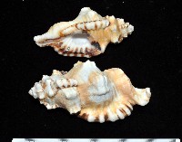 藏品(象鼻法螺)的圖片