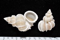 藏品(綺螄螺)的圖片