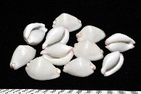 藏品(玉兔螺)的圖片