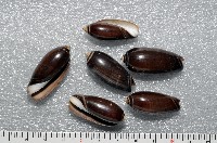 藏品(蠟燭榧螺)的圖片