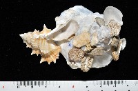 藏品(綴殼螺)的圖片