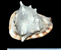 藏品(唐冠螺)的圖片