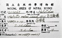 藏品(赤金鮑螺)的圖片