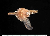 藏品(丁蠣)的圖片